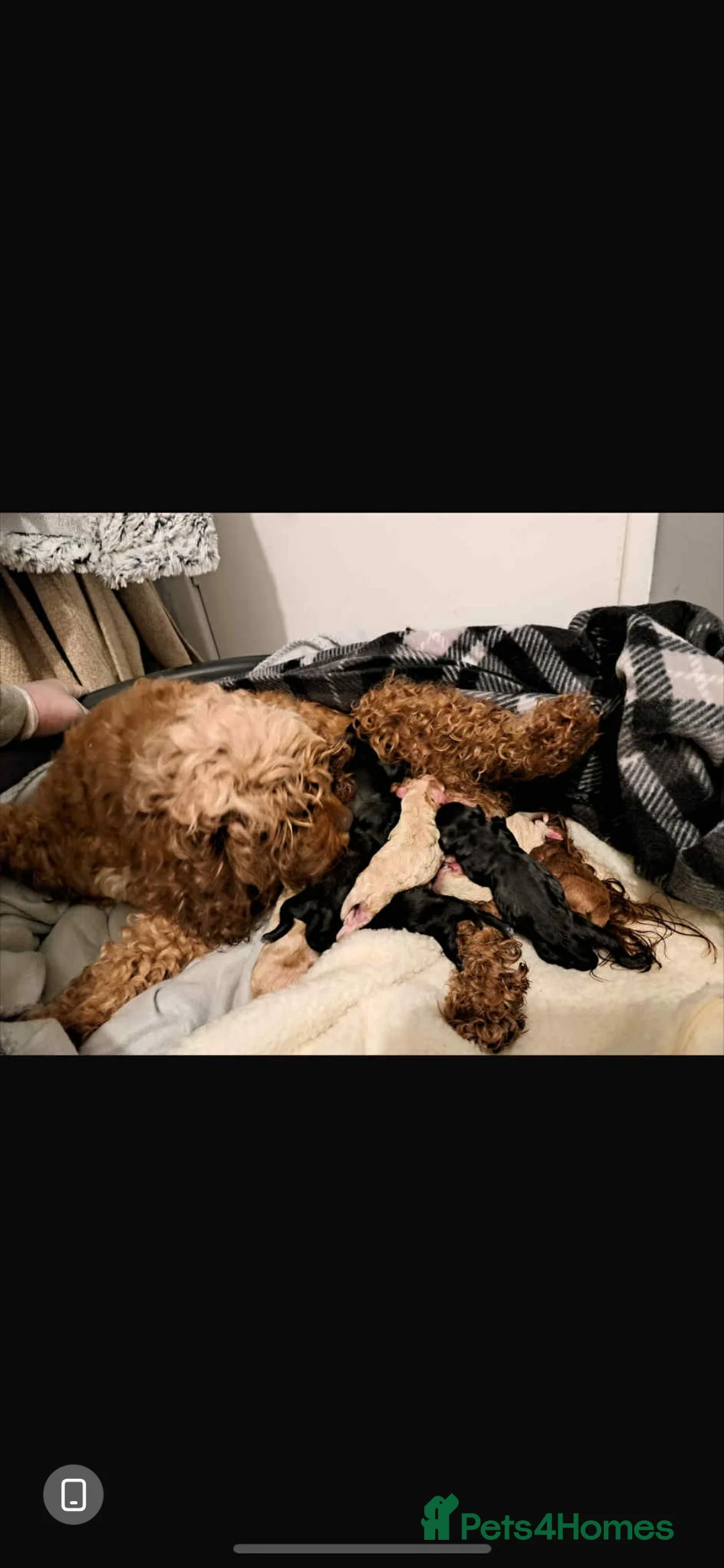 Toy Poodle dogs for stud: Proven, miniature poodle 🏆 - Advert 10