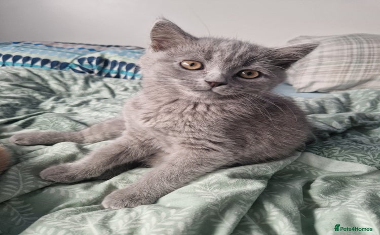 British Shorthair cats - Advert 14