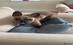 French Bulldog dogs for sale: Frenchbull dog  - Image 2