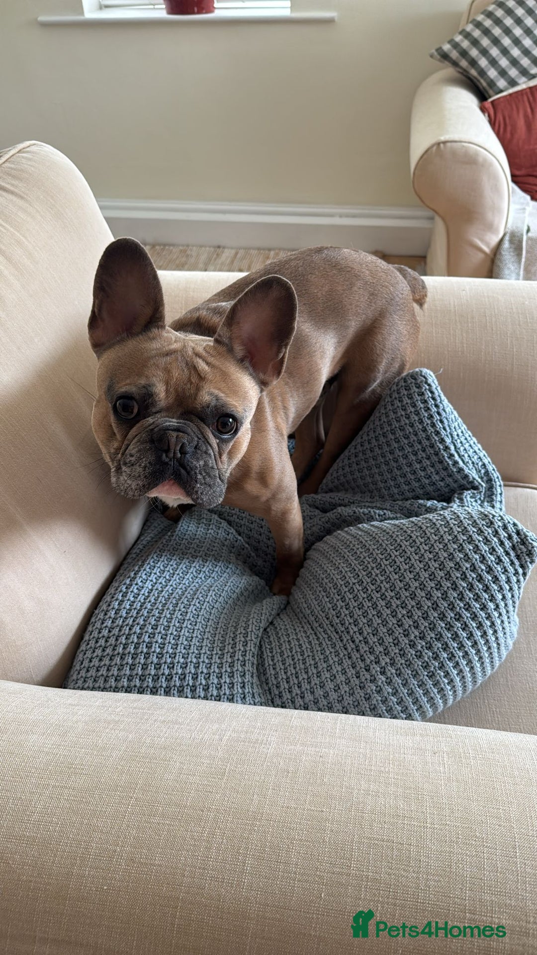 French Bulldog dogs for sale: Frenchbull dog  - Image 2