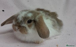 Mini Lop rabbits for sale: Mini Lops- vaccinated with new vaccine in Ashford - Image 10