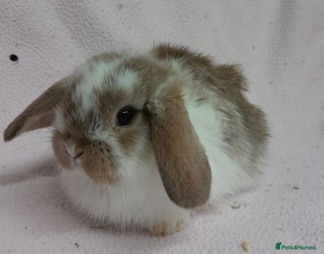 Mini Lop rabbits for sale: Mini Lops- vaccinated with new vaccine in Ashford - Image 10