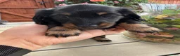 Miniature Dachshund dogs for sale:  Adorable Miniature Dachshund Puppies - Advert 18