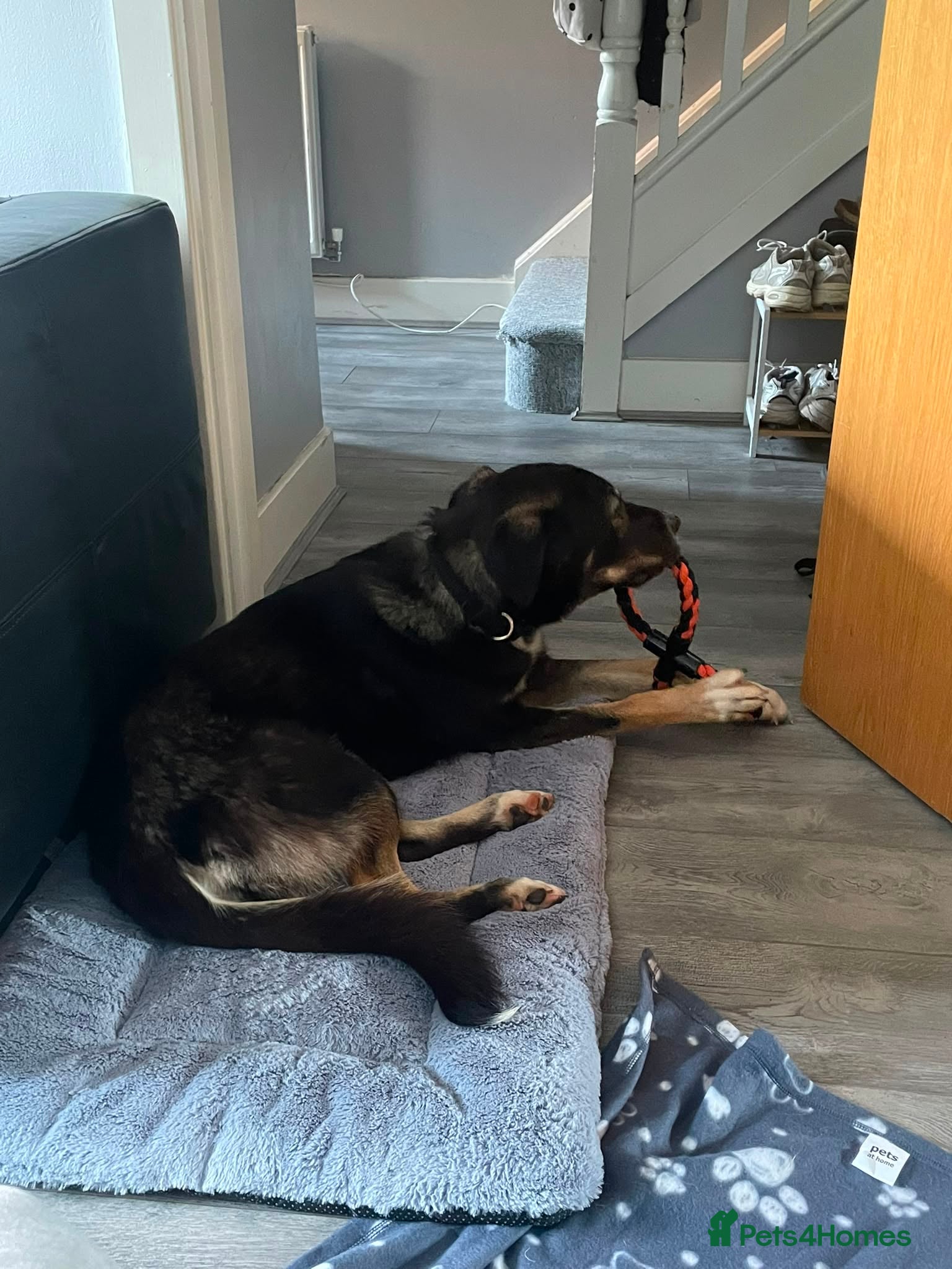 Mixed Breed dogs for adoption: 🐾 RONA -  a Lovely Girl, for a Loving Home🐾 in Bristol - Advert 5