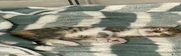 Mixed Breed cats for sale: 2 kittens - 1 boy, 1 girl in Swadlincote - Advert 8