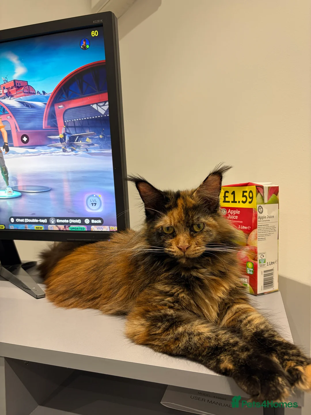 Maine Coon cats for sale: ONE mainecoon female left - Advert 1