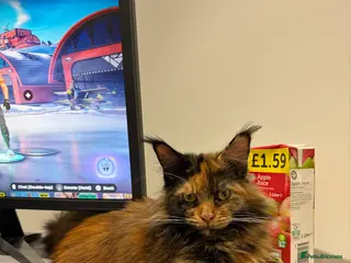 Maine Coon cats ONE mainecoon female left - Advert 1