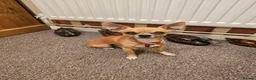 Chihuahua dogs for sale: APPLE HEAD BOY CHIHUAHUA - Advert 5