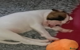 Boxer dogs for sale: Beautiful litter of six - Advert 2