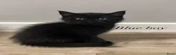 British Shorthair cats for sale: ✨ beautiful black/blue British Shorthair kittens✨ - Advert 33
