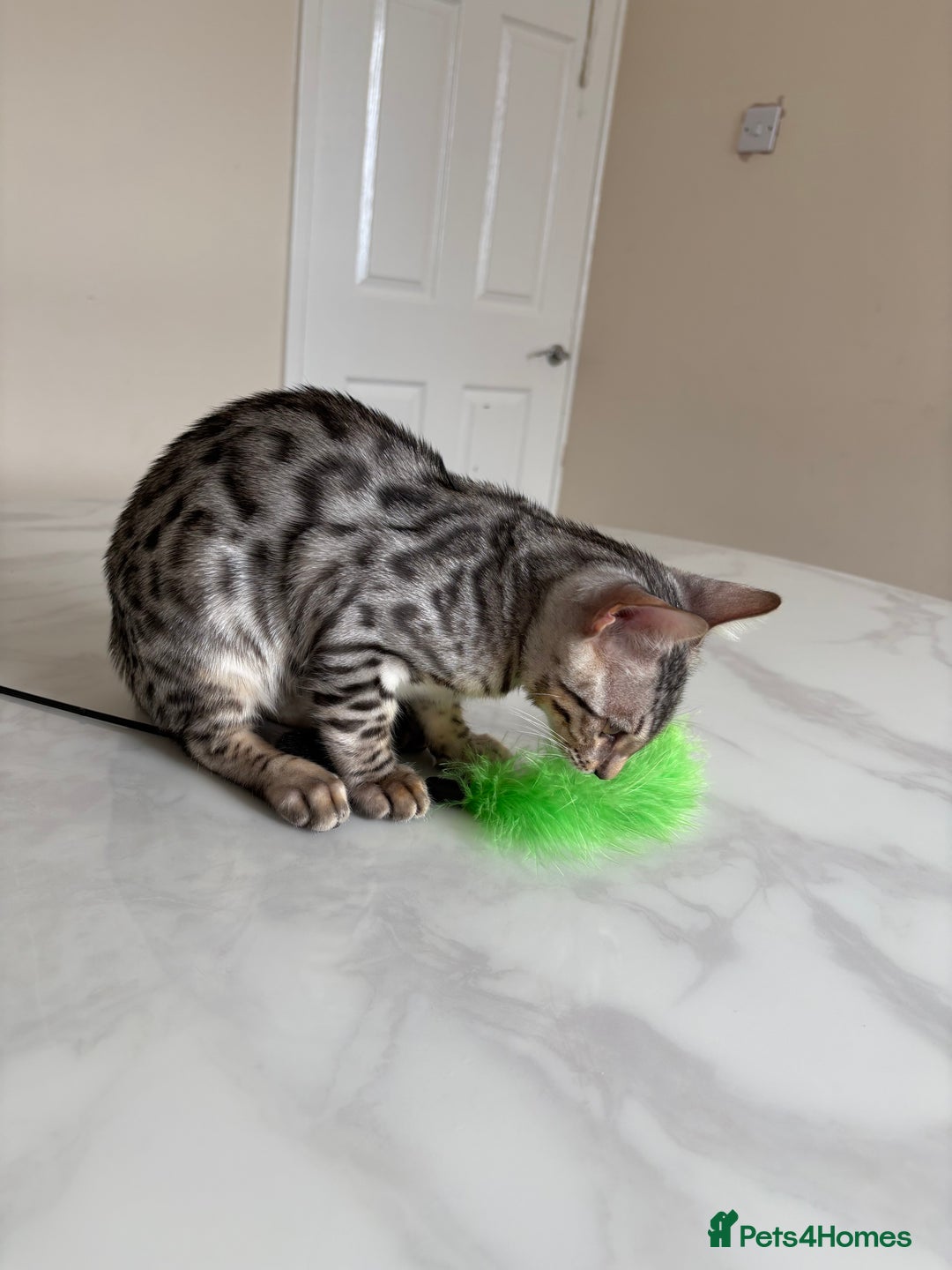 Bengal cats for sale: BOY- Very active, playful TICA kitten!🐈‍⬛  - Image 5