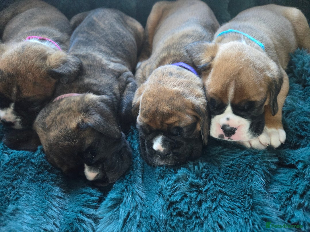 Boxer dogs for sale: KC PEDIGREE BOXER PUPPIES  - Image 14