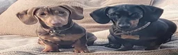Miniature Dachshund dogs for sale: 8 Miniature Dachshund puppies ready 29th May - Advert 4