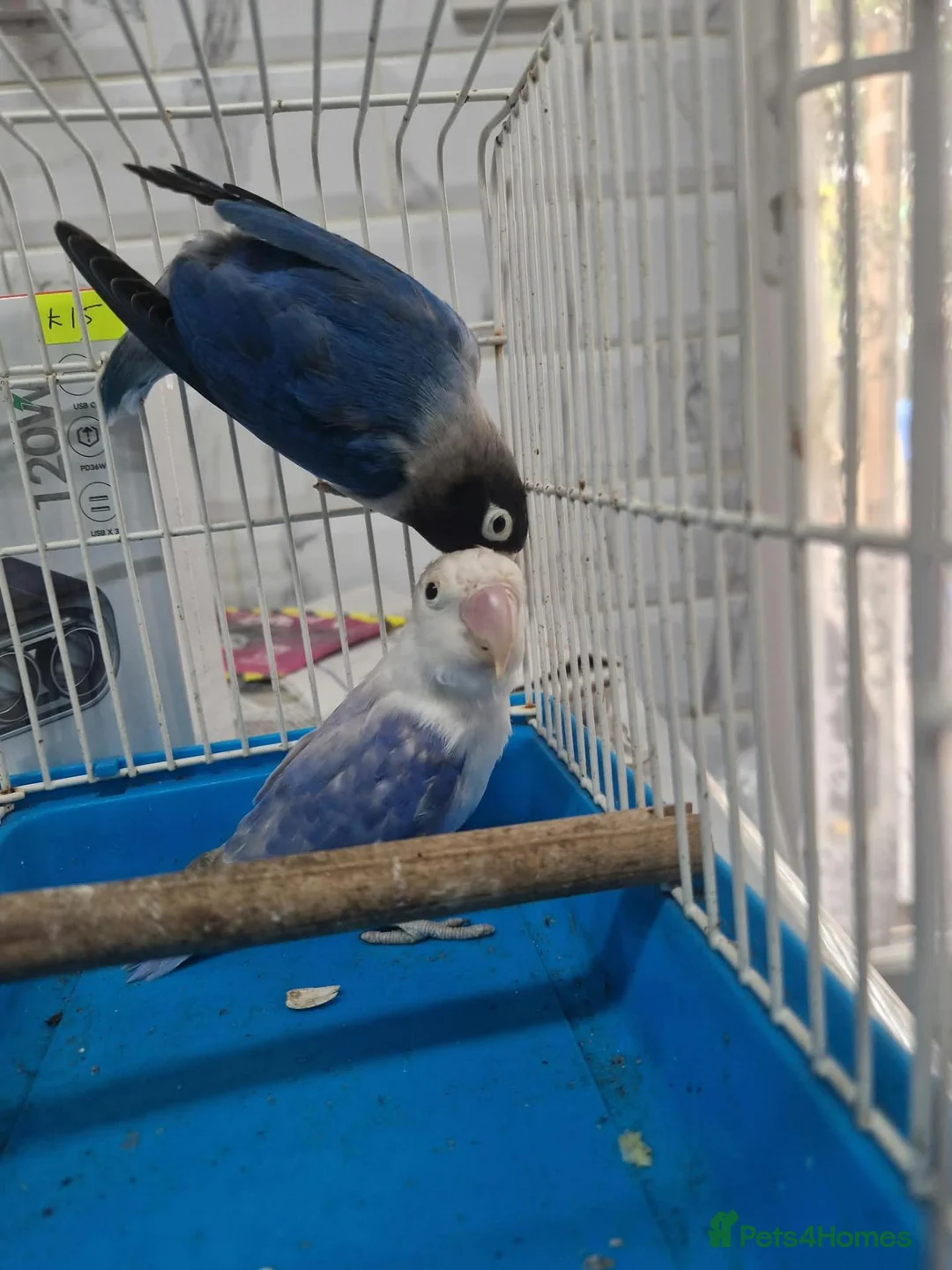 Lovebirds birds for sale: Lovebirds  - Advert 1