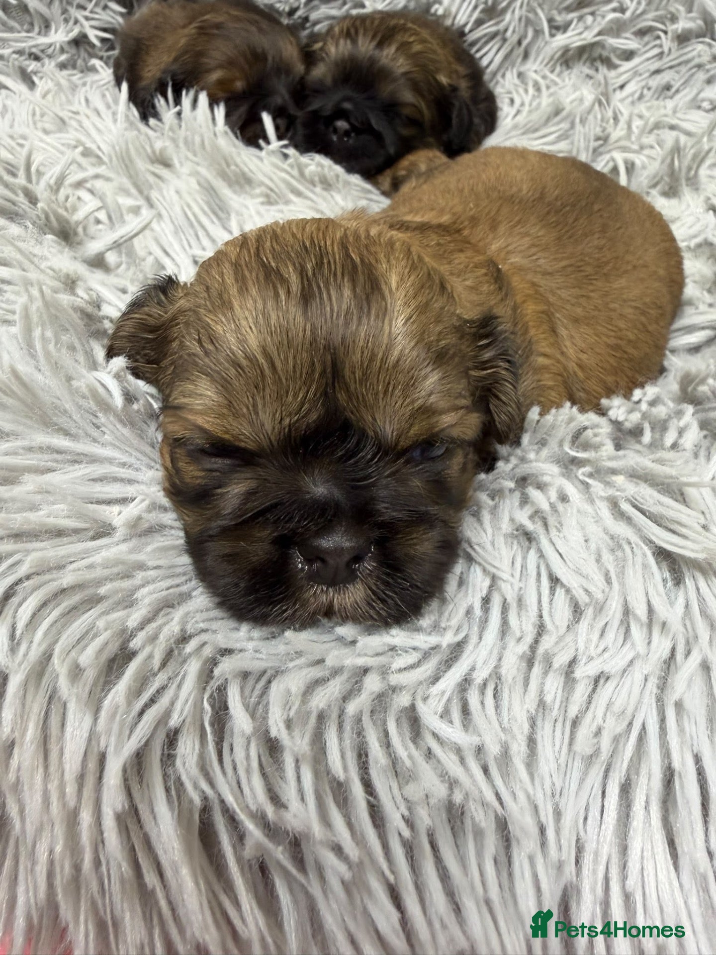 Shih Tzu dogs Shihtzus puppies  - Advert 1