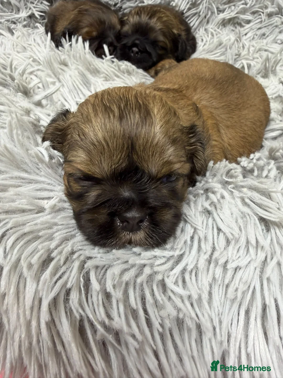 Shih Tzu dogs for sale: Shihtzus puppies  - Advert 1