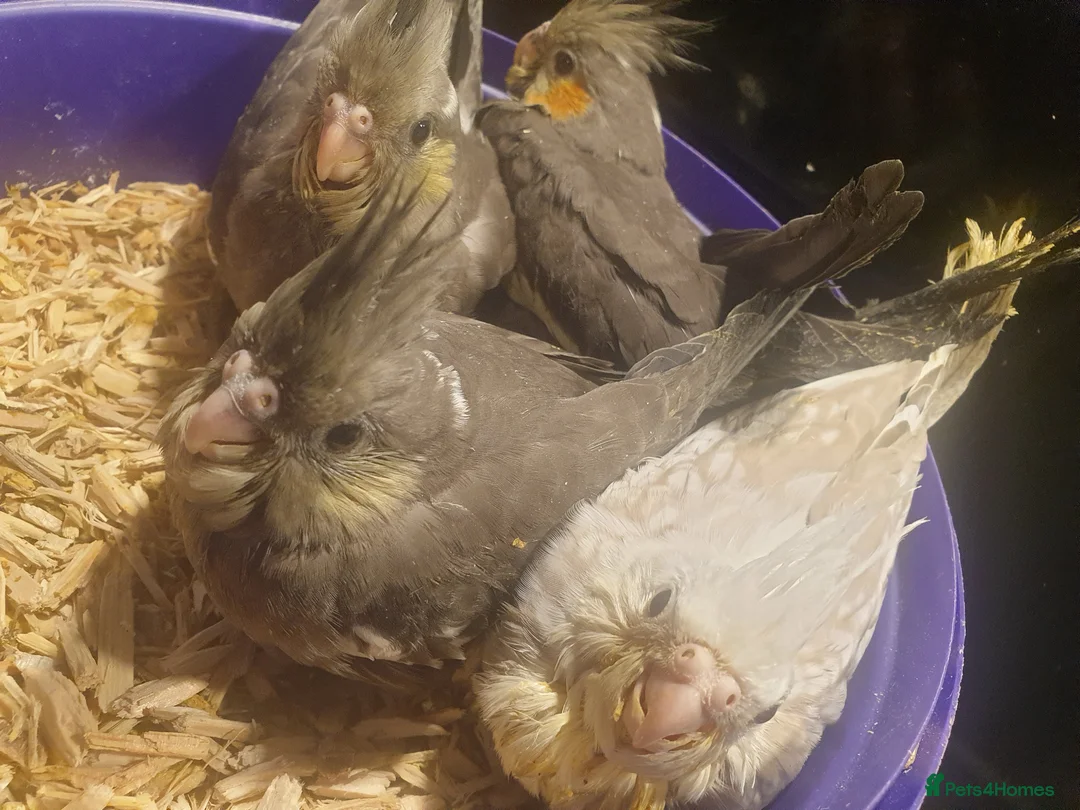 Cockatiels birds for sale: Hand reared Baby cockatiels available in Plymouth - Advert 5