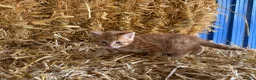 Mixed Breed cats for sale: Gorgeous little litter of friendly kittens - Advert 5