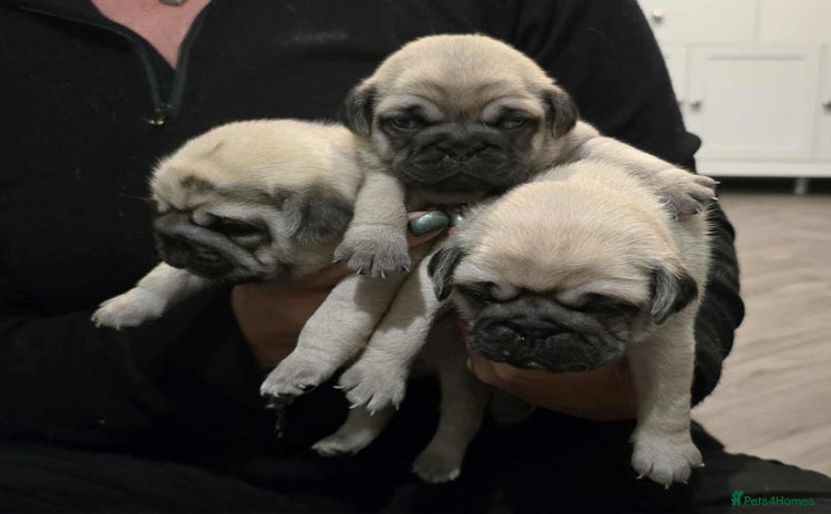 Pug dogs - Advert 1