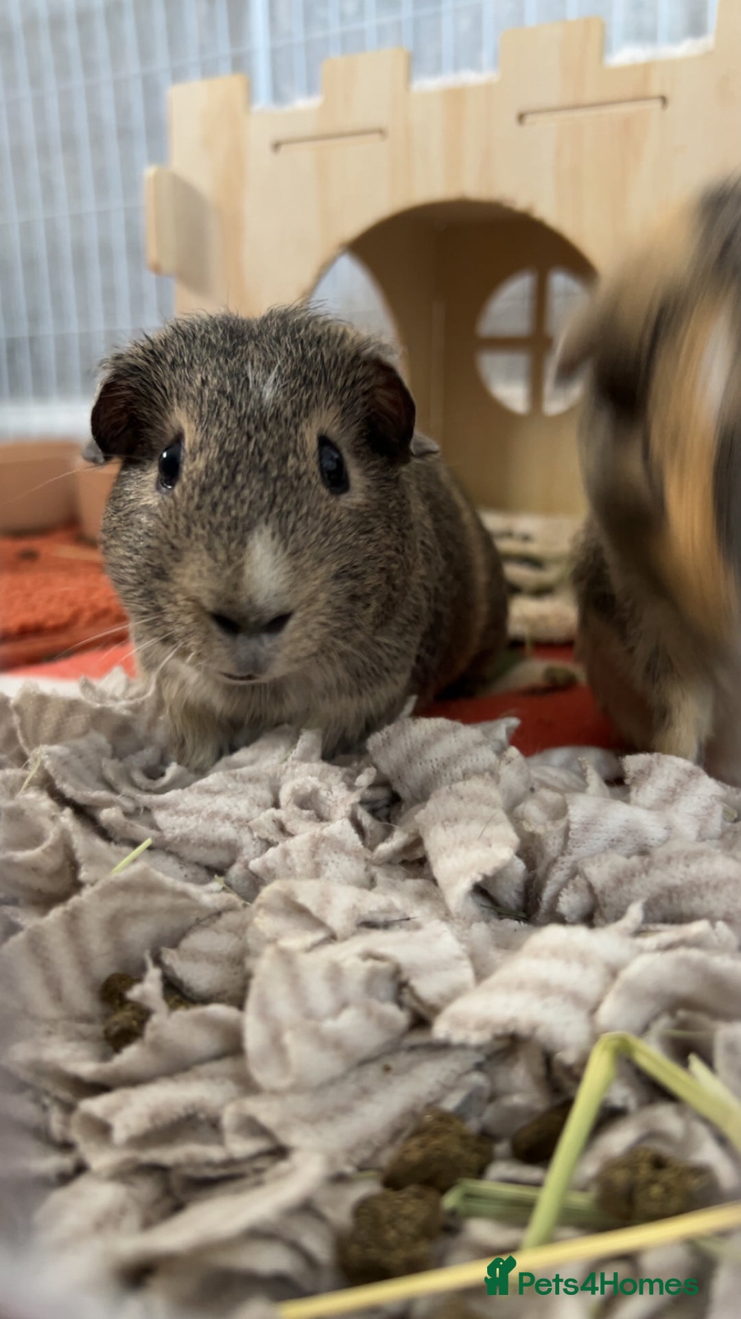 Guinea Pig rodents for sale: Two beautiful boars for sale  - Image 2