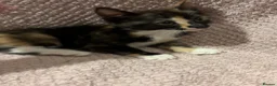 Mixed Breed cats for sale: Cute, Cuddly Kittens Ready for Their Forever Homes - Advert 8