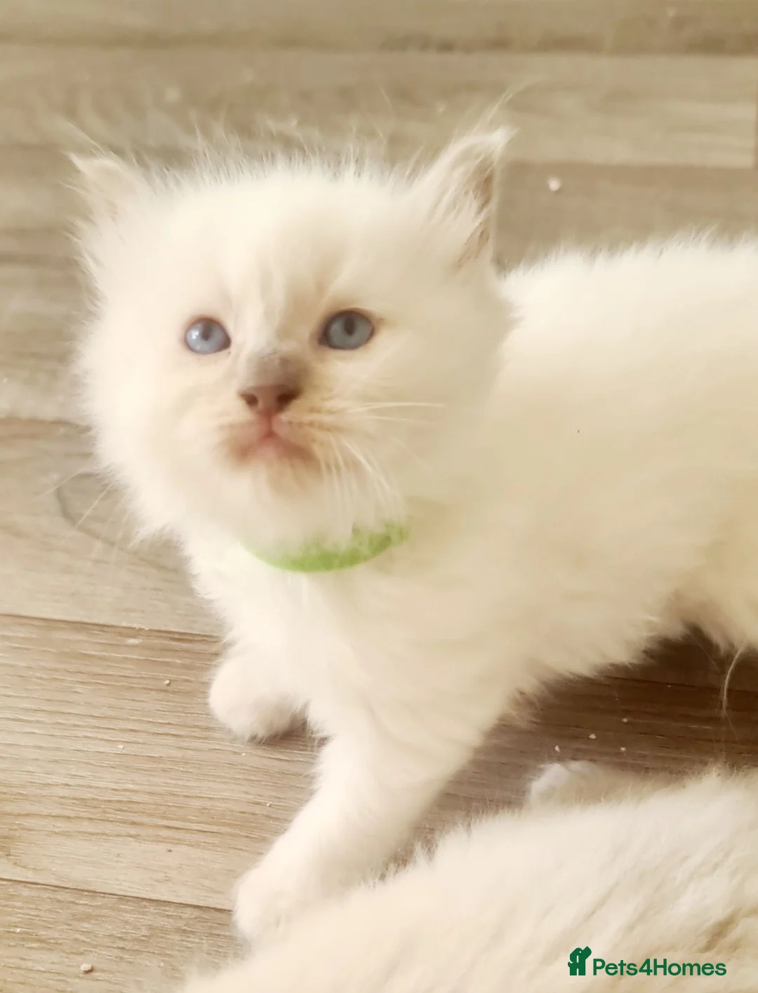Ragdoll cats for sale: Last female Ragdoll kitty READY NOW - Advert 31