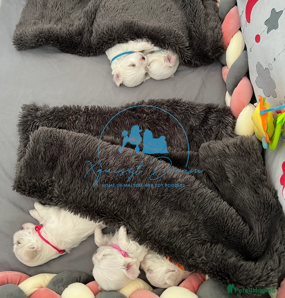 Maltese dogs for stud: OCTAVIUS Korean Maltese KC Registered Proven Stud in Halesowen - Advert 31