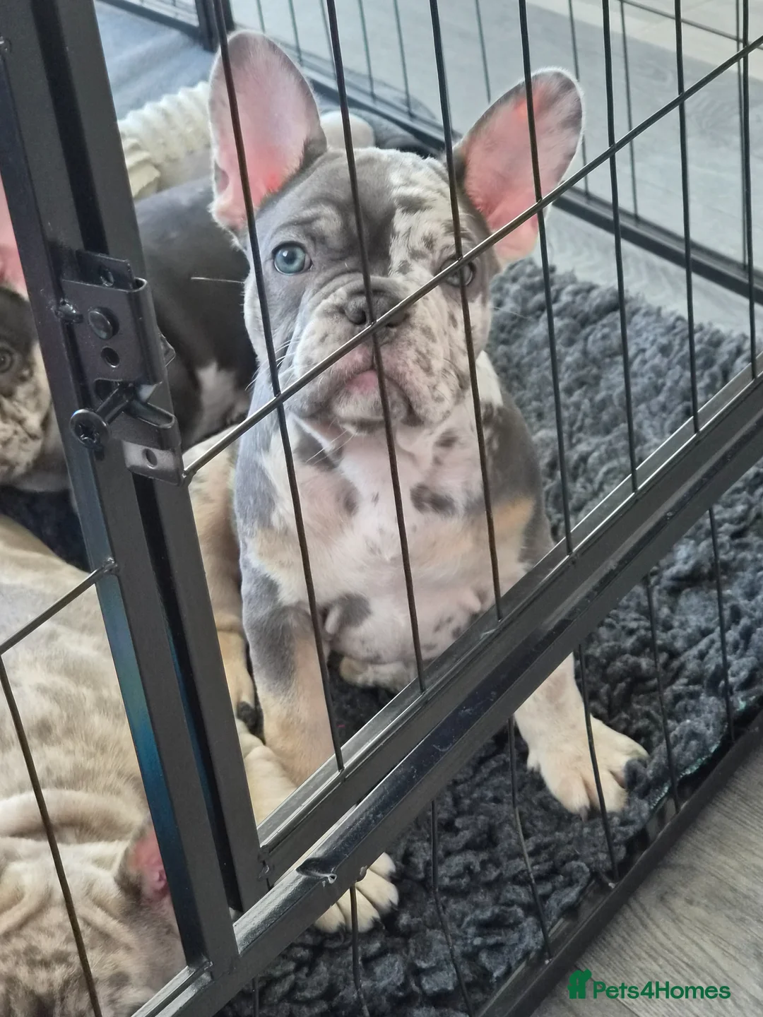French Bulldog dogs for sale: FRENCH BULLDOGS  in Coalville - Advert 2