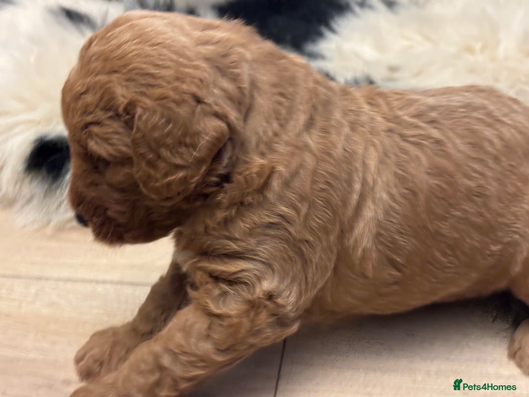 Labradoodle dogs for sale: Labradoodle  - Advert 5