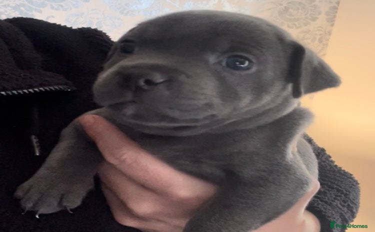 Staffordshire Bull Terrier dogs - Advert 4