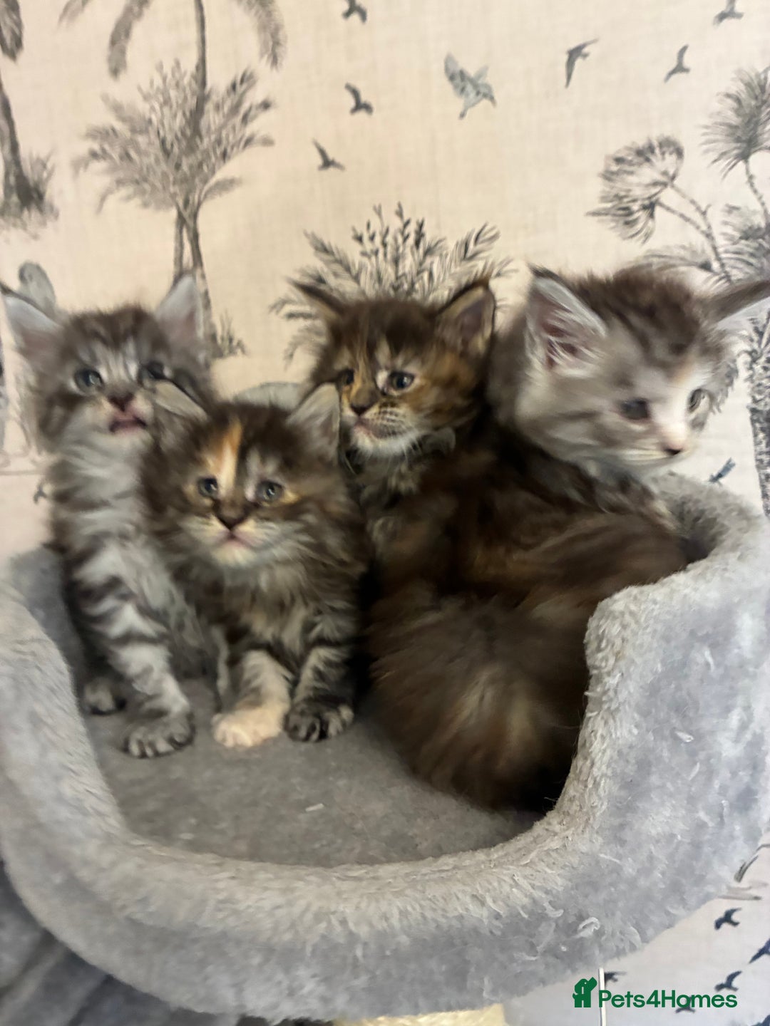 Maine Coon cats for sale: Maine Coon Kittens - Advert 25
