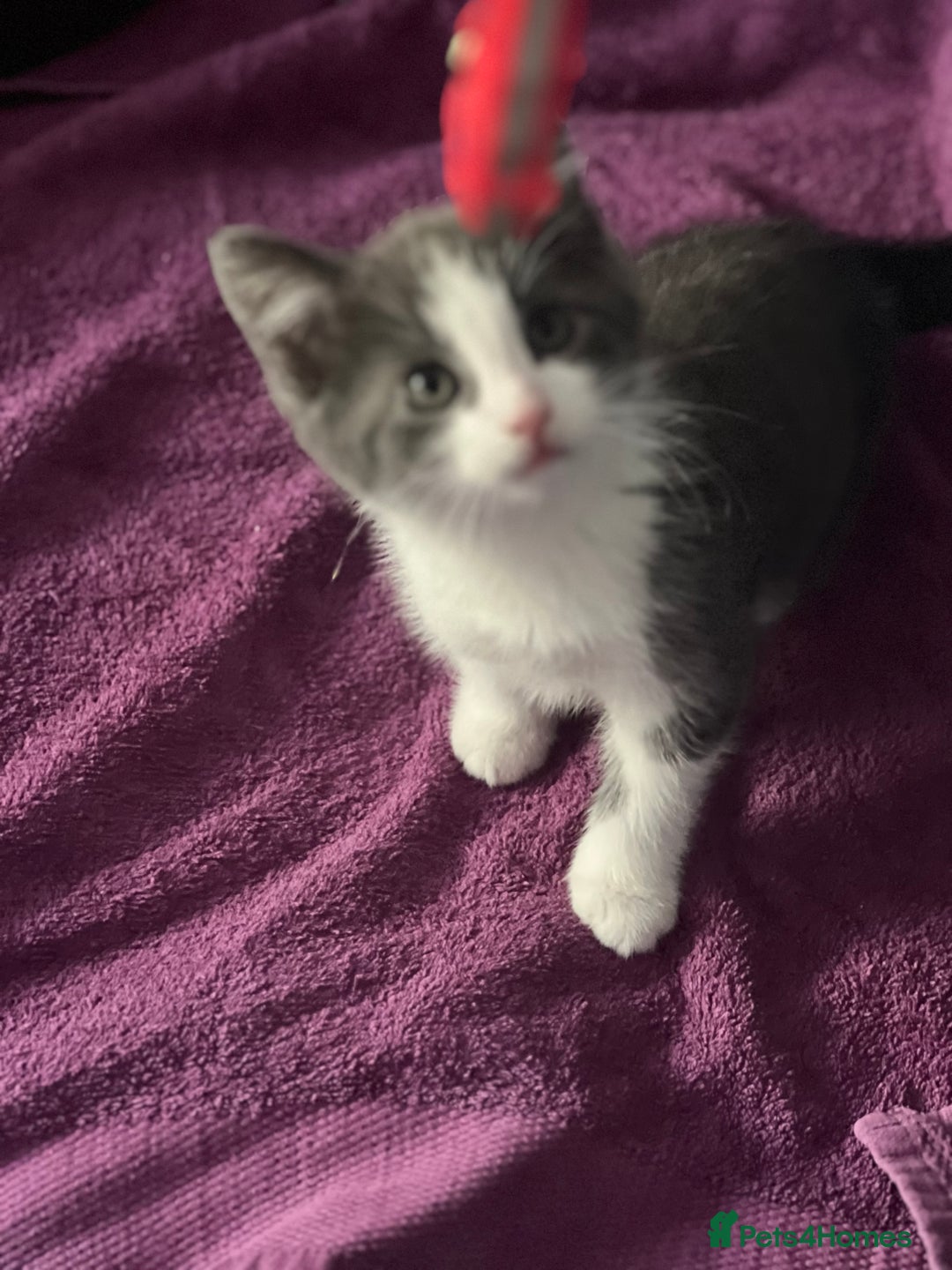 Mixed Breed cats for sale: Fabulous fun , fluffy and  happy kittens  - Image 4