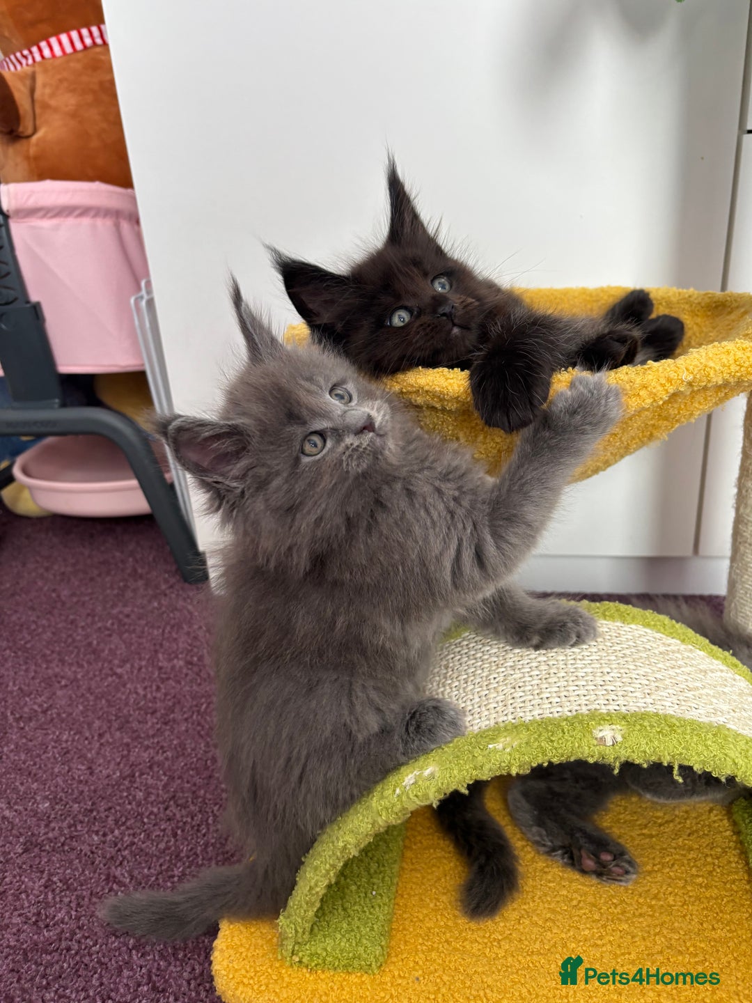 Maine Coon cats for sale: ✨7 Pure Bred Maine Coon Kittens✨ - Image 9
