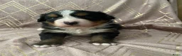 Bernese Mountain Dog dogs for sale: KC registered Bernese Mountain Dog Puppies  in Runcorn - Advert 4