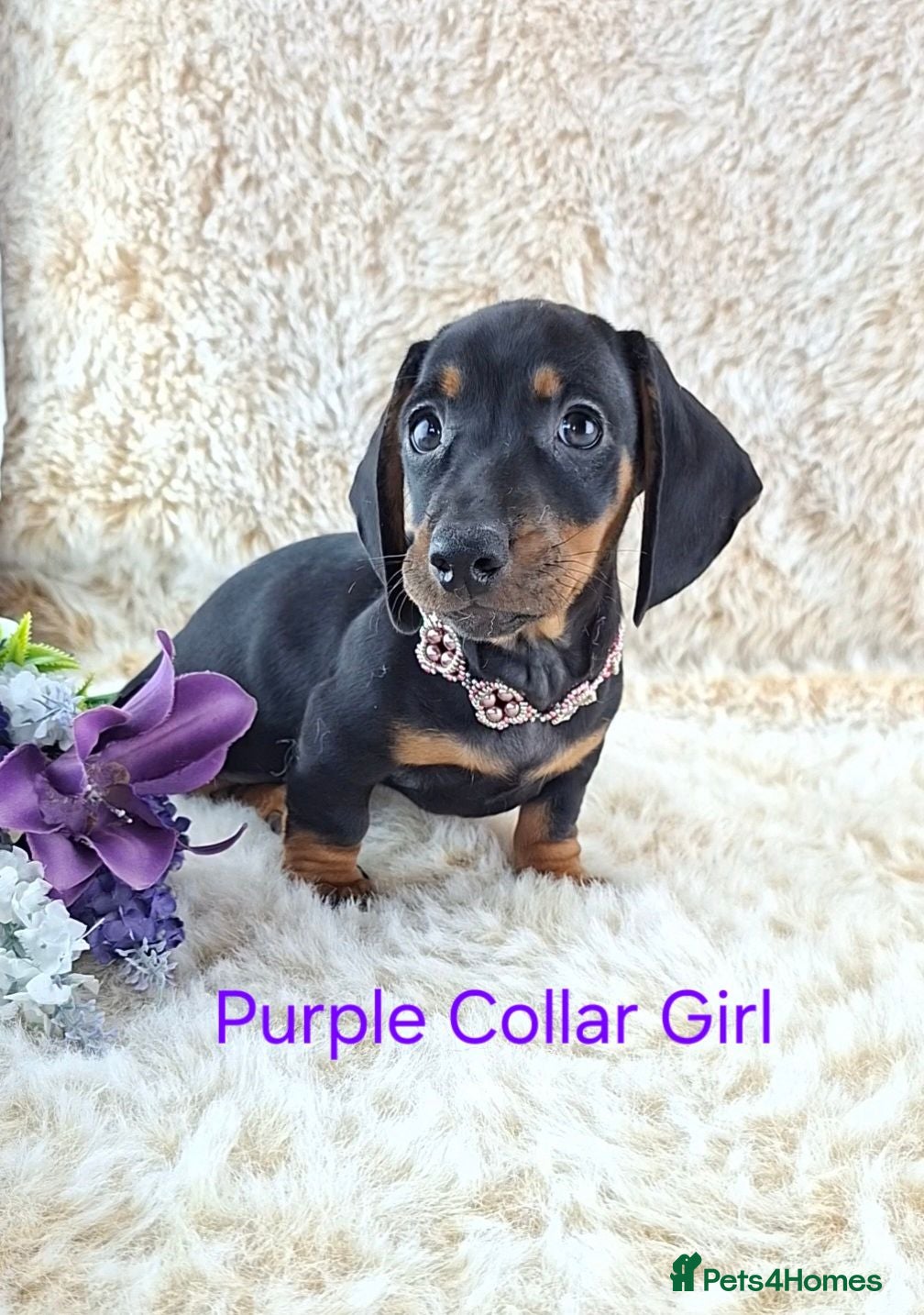 Dachshund dogs Classic Miniature Dachshund Puppies  - Advert 5