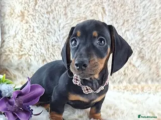 Dachshund dogs Classic Miniature Dachshund Puppies - Advert 5