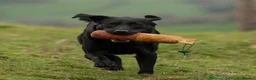 Labrador Retriever dogs for sale: Outstanding Labrador Puppies–Exceptional Pedigree - Advert 11