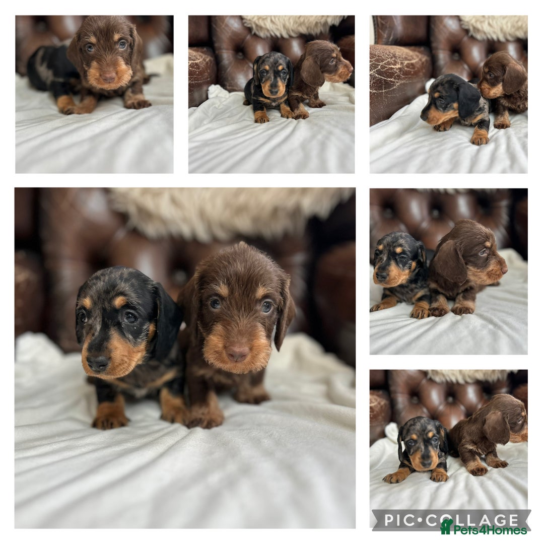 Dachshund dogs for sale: Fully dna health tested wire hair dachshund pups - Image 4