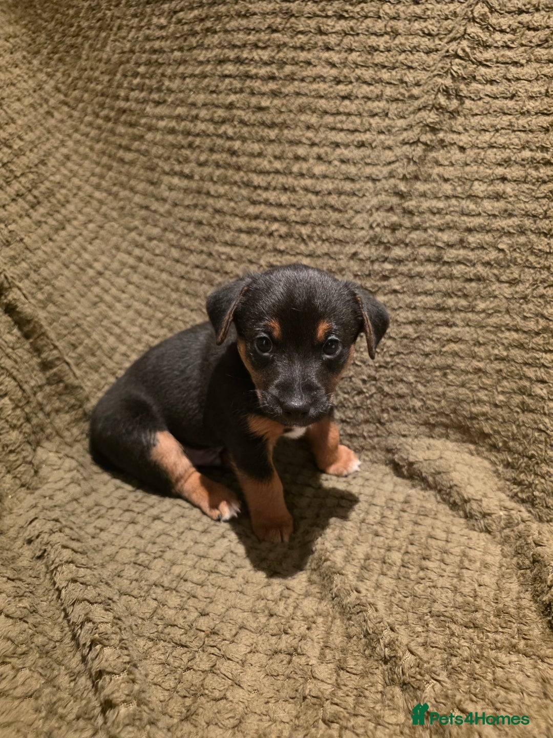 Jack Russell dogs for sale: Gorgeous Chunky Jack Russell Pups for sale - Advert 3