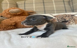 Staffordshire Bull Terrier dogs for sale: STAFFORDSHIRE BULL TERRIERS💚 - Image 14