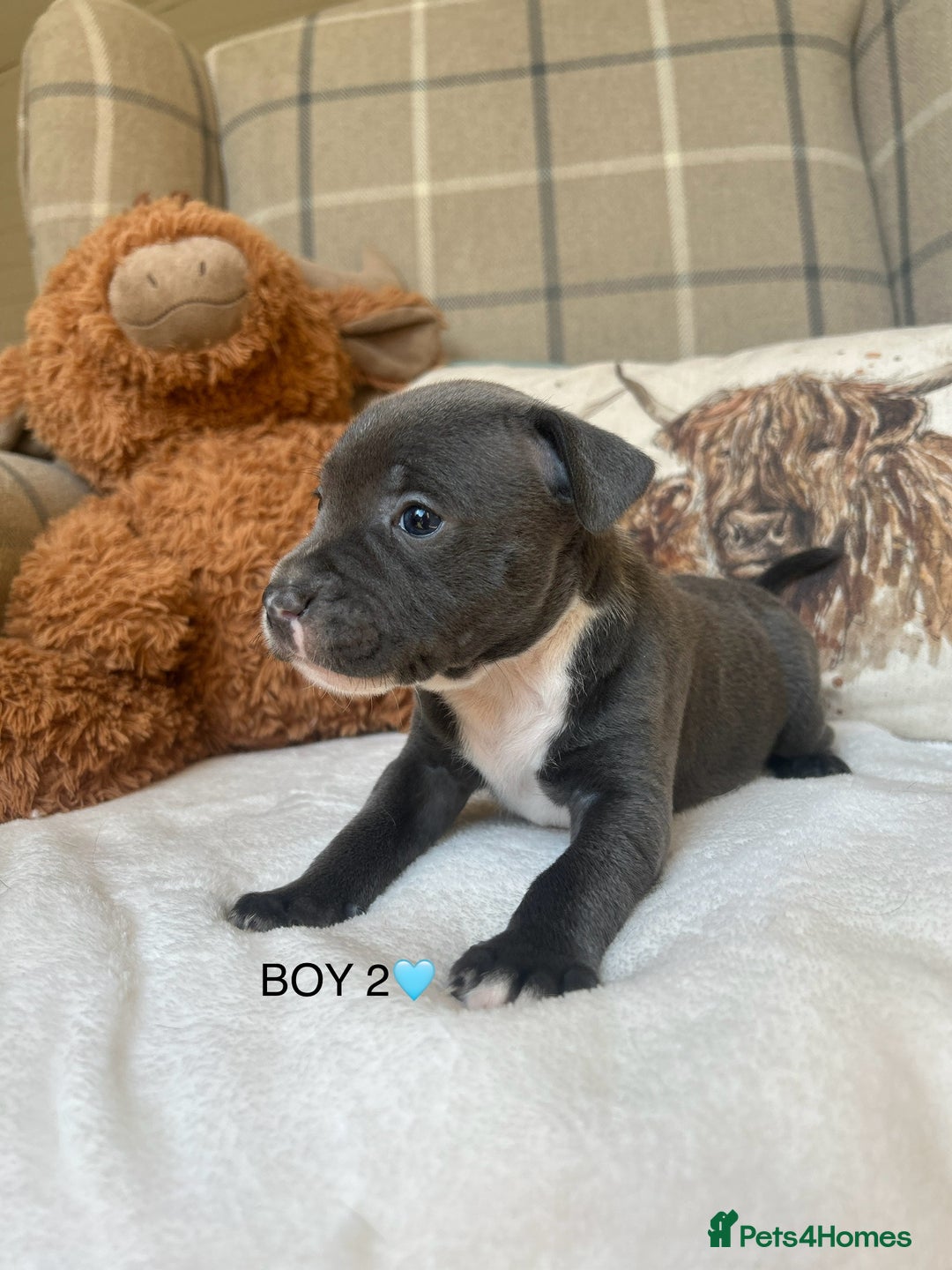 Staffordshire Bull Terrier dogs for sale: STAFFORDSHIRE BULL TERRIERS💚 - Image 14