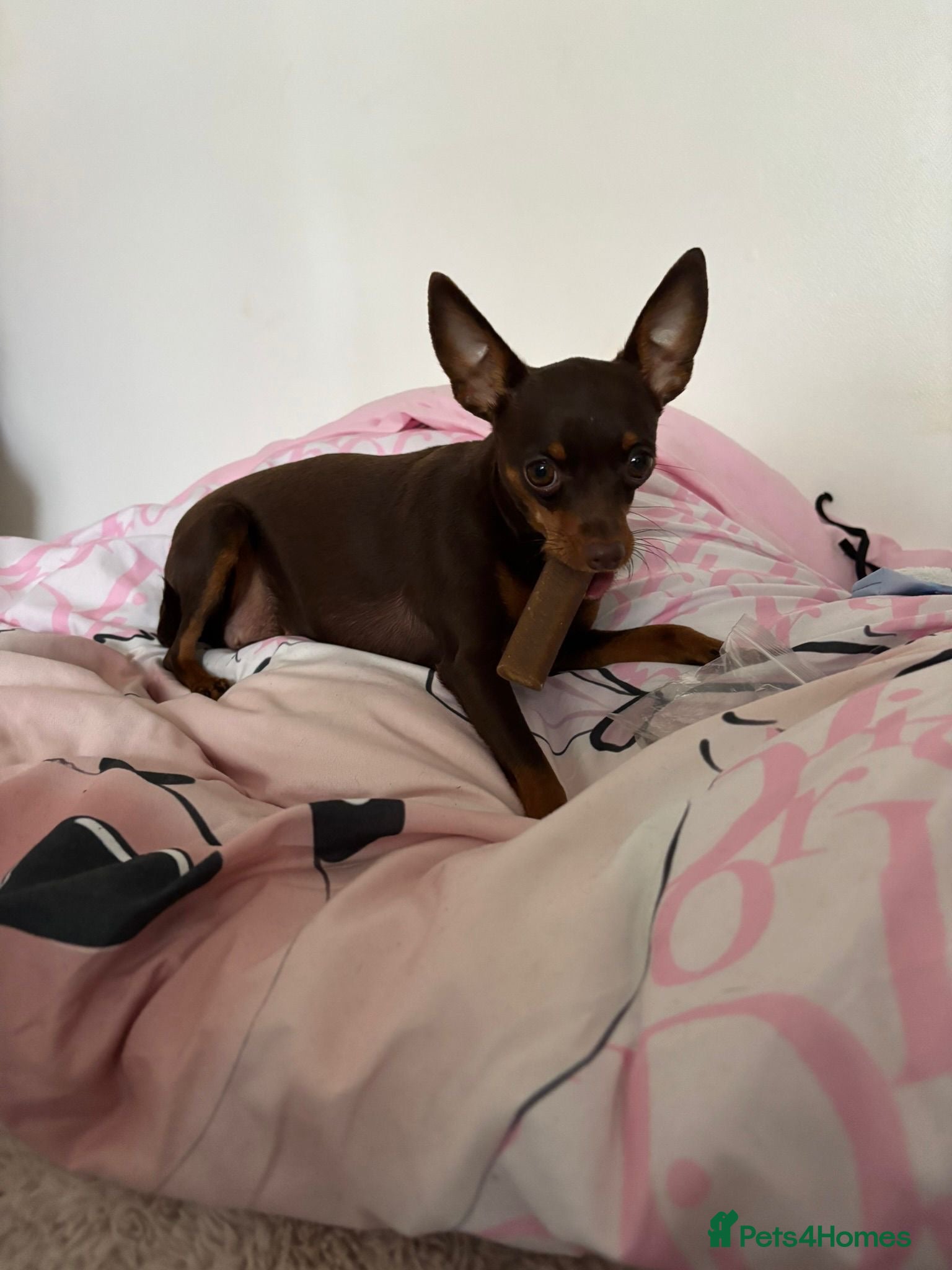 tinkerbell