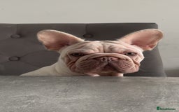 French Bulldog dogs for sale: French bulldog  - Advert 4