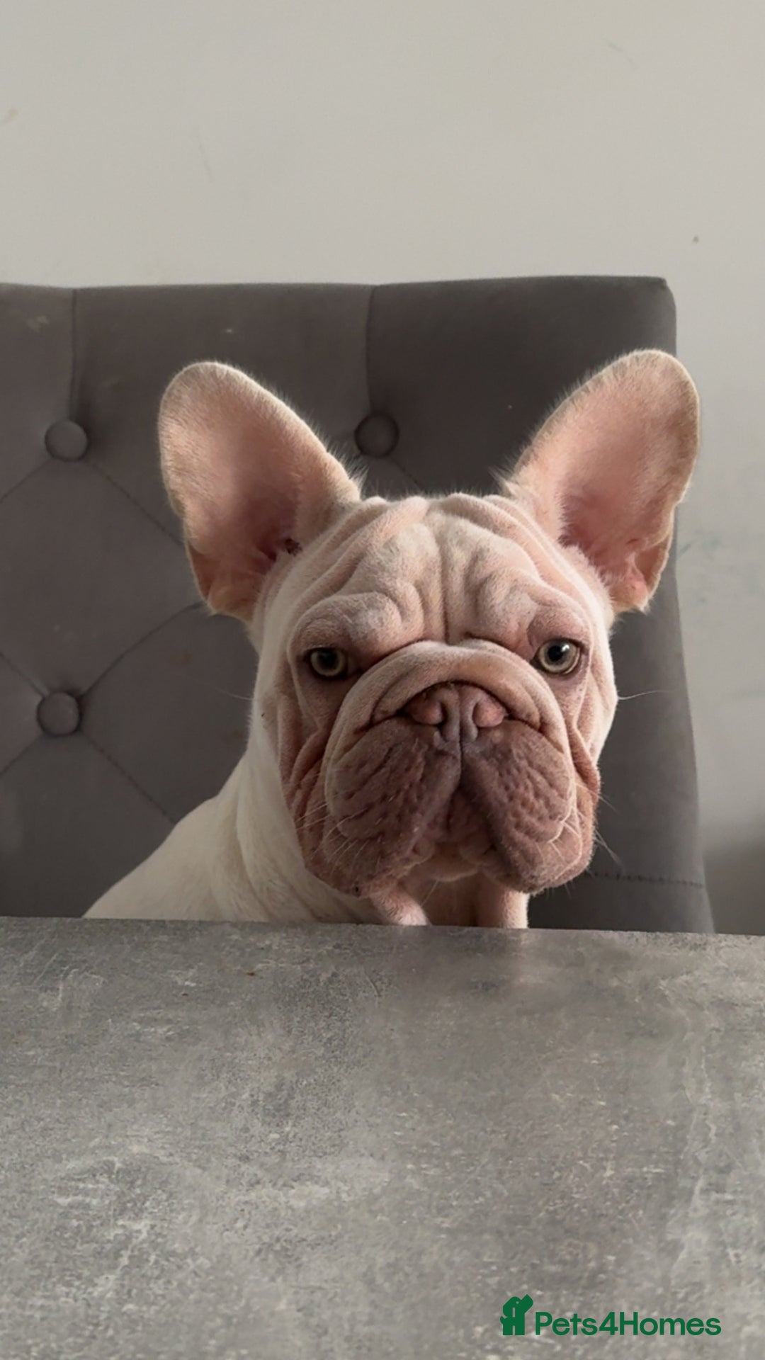 French Bulldog dogs for sale: French bulldog  - Advert 4