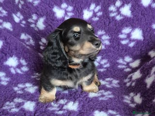 Miniature Dachshund dogs Long Hair Miniature Dachshund Puppy - Advert 7