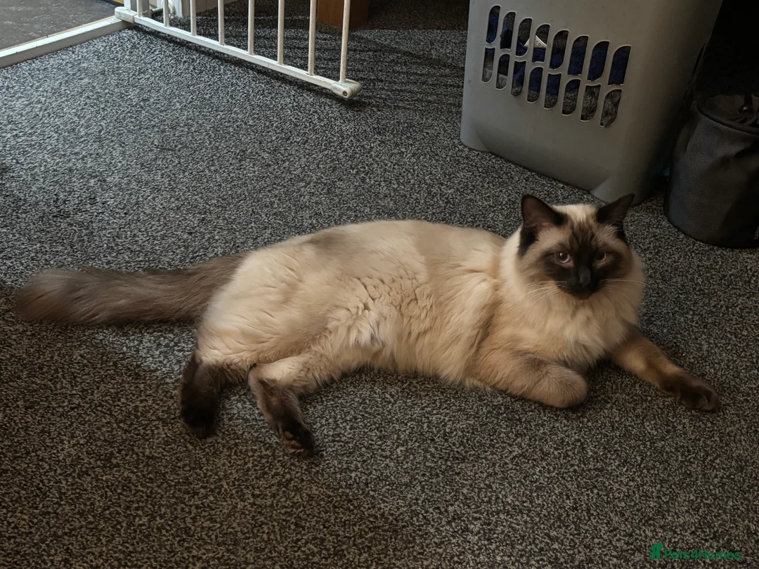 Ragdoll cats for sale: Cooper - Advert 6