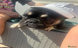 French Bulldog dogs for sale: 1 year old French bulldog  - Image 3