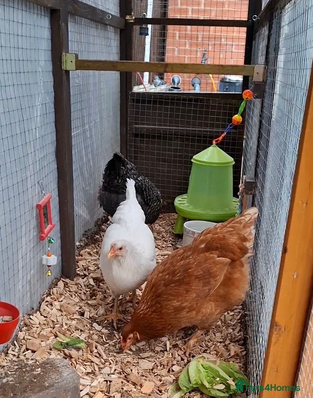 Chickens poultry 3 laying hens - Advert 1