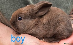 English Spot rabbits for sale: Rabbits for sale  - Image 3