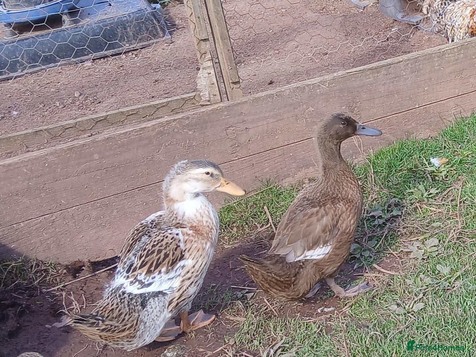 Ducks poultry Various young ducks - Advert 1